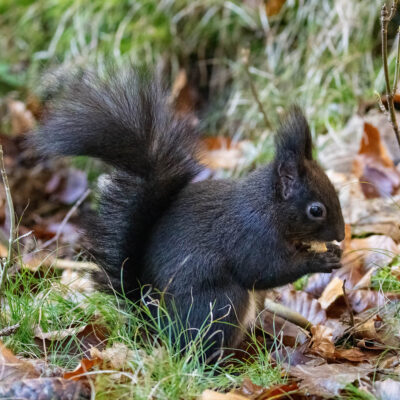 Eichhörnchen