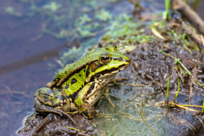 Grünfrosch