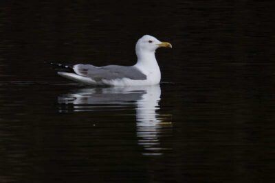 Mittelmeermöwe zu Gast in Blaichach
