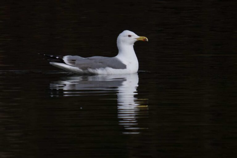 Mittelmeermöwe zu Gast in Blaichach