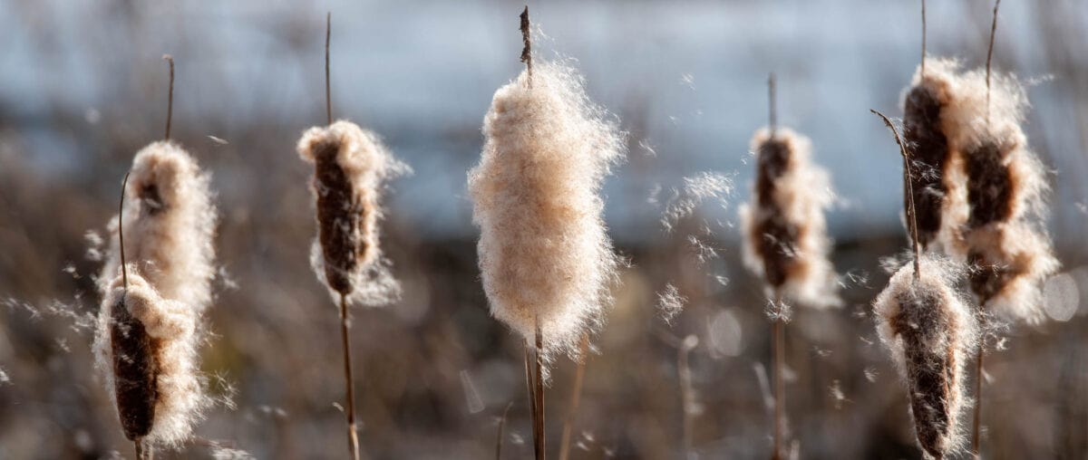 Naturfotos (nicht nur) aus dem Allgäu