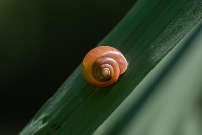 Schnecke