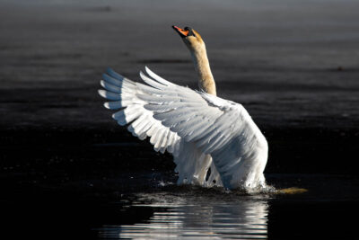 Schwan, Höckerschwan