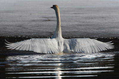 Schwan, Höckerschwan