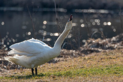 Schwan, Höckerschwan