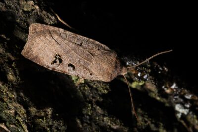 Schmetterlinge im Winter - Schwarzgefleckte Wintereule