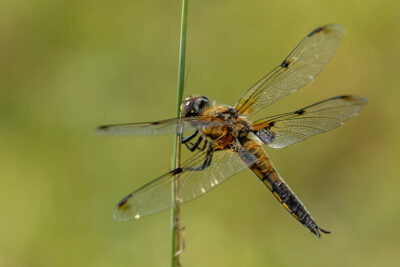 Vierfleck (Libellula quadrimaculata)