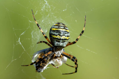 Wespenspinne (Argiope bruennichi)