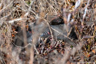 Kreuzotter (Vipera berus) im Allgäu