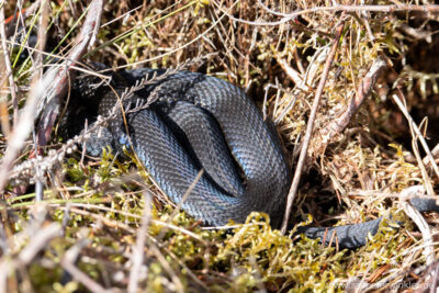 Kreuzotter (Vipera berus) im Allgäu