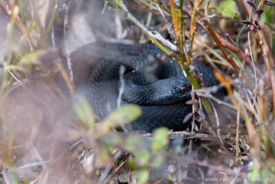 Kreuzotter (Vipera berus) im Allgäu