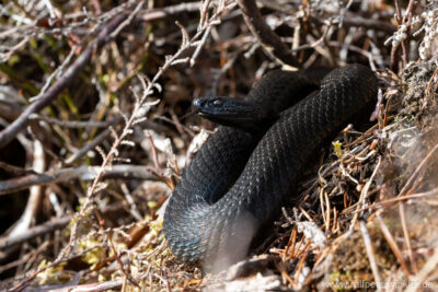 Kreuzotter (Vipera berus) im Allgäu