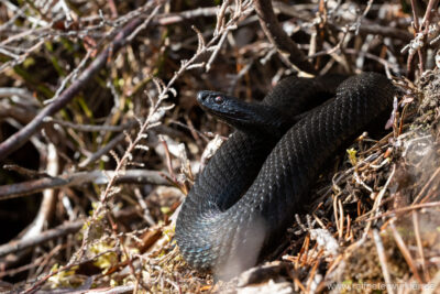 Kreuzotter (Vipera berus) im Allgäu