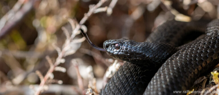 Kreuzotter (Vipera berus) im Allgäu