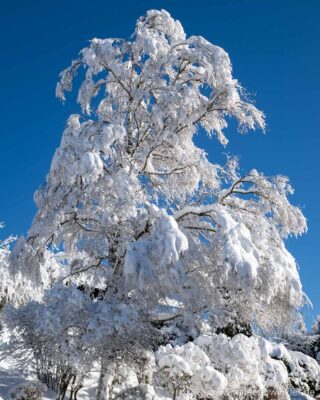 Winterlandschaft im Allgäu