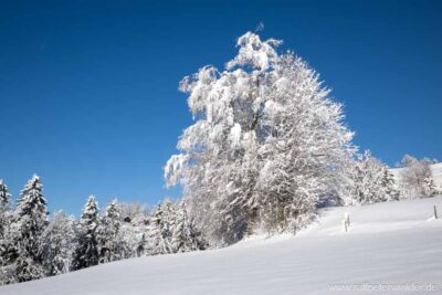 Winterlandschaft im Allgäu