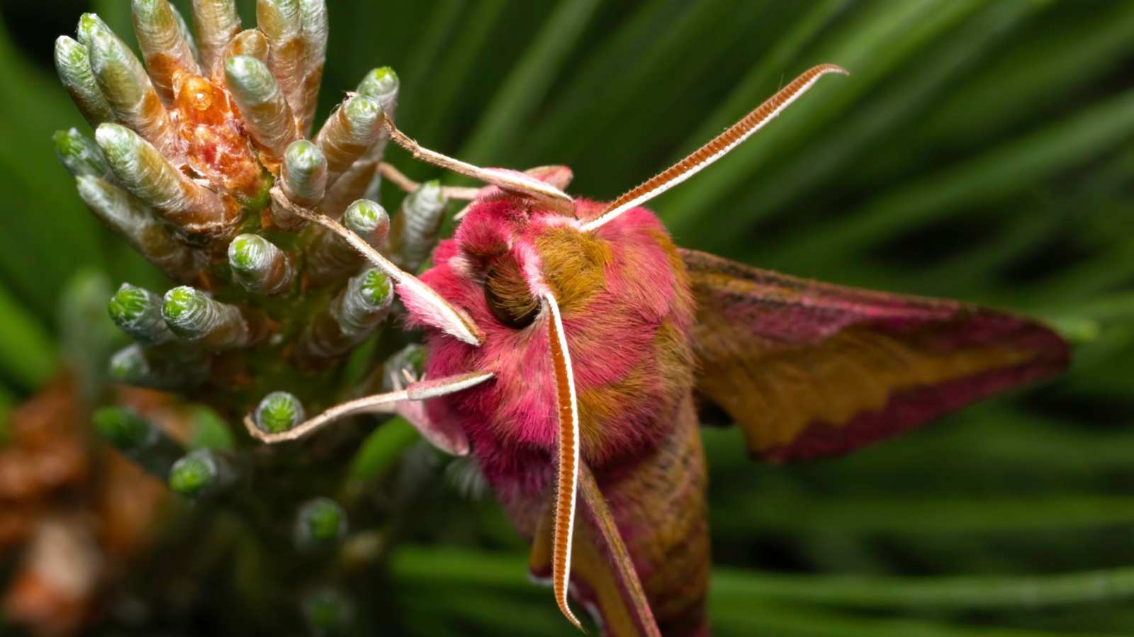 Kleiner Weinschwärmer (Deilephila porcellus)