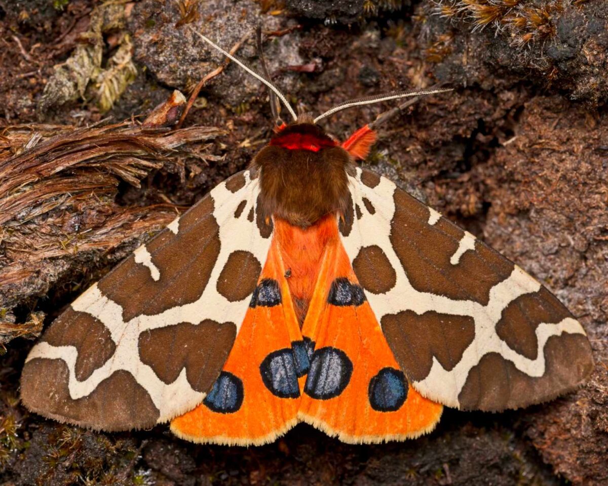 Brauner Bär (Arctia caja)