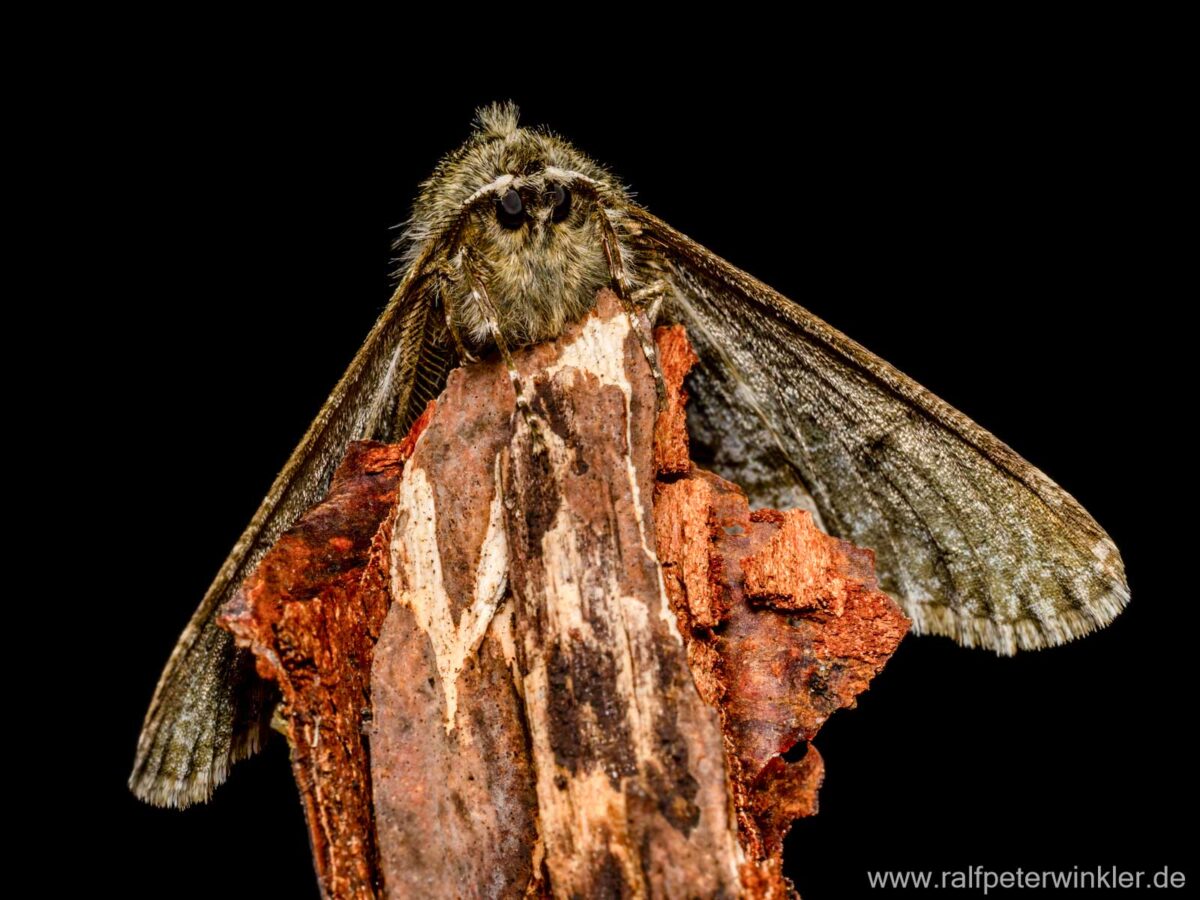 Schneespanner (Phigalia pilosaria)